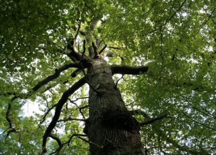 Nature: создано древо жизни с 1,8 млрд буквами генетического кода